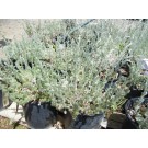Fringed Sage© photo ArborTanics Inc