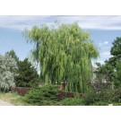 NIOBE WEEPING WILLOW ©photo ArborTanics Inc.