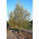 Russian Golden WIllow
