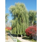 WISCONSIN WEEPING WILLOW ©photo David Spahn