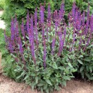 Photo Courtesy of Walter's Gardens Inc.