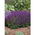 Photo Courtesy of Ball Horticultural Company