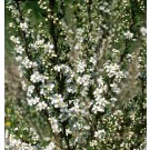 Photo Courtesy of Bailey Nurseries Inc.