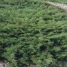 Juniper, Scandia 