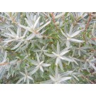 Hikul Dwarf Sea Buckthorn© photo ArborTanics Inc