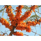 Sea Buckthorn 