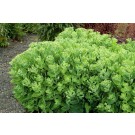 Photo Courtesy of TERRA NOVA® Nurseries, Inc.