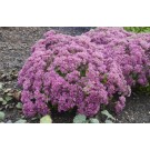 Photo Courtesy of Ball Horticultural Company