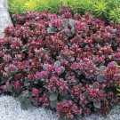 Photo Courtesy of Chris Hansen - Garden Solutions, LLC