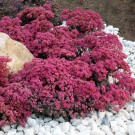 Photo Courtesy of Chris Hansen - Garden Solutions, LLC