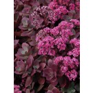 Photo Courtesy of Chris Hansen - Great Garden Plants