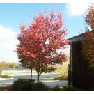 AUTUMN BRILLIANCE SERVICEBERRY ©photo by ArborTanics inc.