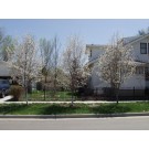 ROBIN HILL SERVICEBERRY ©photo by ArborTanics inc.