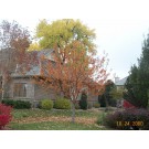 photo by ArborTanics inc.
