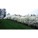 Photo Courtesy of Bailey Nurseries Inc.