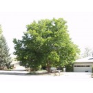 Shademaster Honeylocust ©photo ArborTanics Inc.