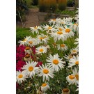 Photo Courtesy of Ball Horticultural Company