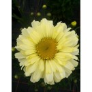 Photo Courtesy of Van Essen Nursery