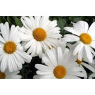 Shasta Daisy Flower - Generic