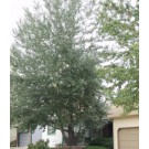 SILVER COTTONWOOD ©photo ArborTanics Inc.