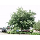 Silver Maple ©photo ArborTanics Inc.