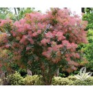 Smoketree, Grace 