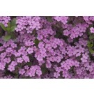 Photo Courtesy of Ball Horticultural Company