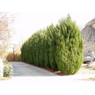 Spartan Juniper ©photo ArborTanics Inc.