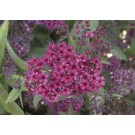 Photo Courtesy of Bailey Nurseries Inc.