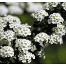 Photo Courtesy of Bailey Nurseries Inc.