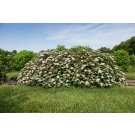 Photo Courtesy of Bailey Nurseries Inc.