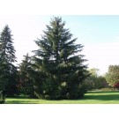 NORWAY SPRUCE ©photo ArborTanics Inc.