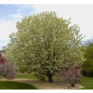 SPRING SNOW CRABAPPLE ©photo ArborTanics Inc.
