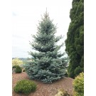 Spruce, Colorado Bonny Blue
