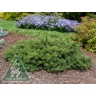 Photo Courtesy of Iseli Nursery