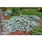 Photo Courtesy of Iseli Nursery