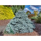 Image Courtesy of Iseli Nursery