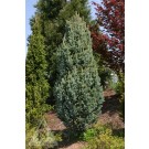 Photo Courtesy of Iseli Nursery