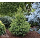 Photo Courtesy of Iseli Nursery
