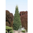 Photo Courtesy of Iseli Nursery