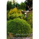 Photo Courtesy of Monrovia