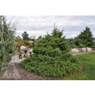 Photo Courtesy of Iseli Nursery