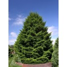Photo Courtesy of Iseli Nursery