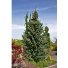 Photo Courtesy of Iseli Nursery