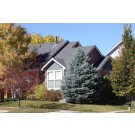 SELECT BLUE SPRUCE ©photo ArborTanics Inc.