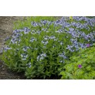 Photo Courtesy of Walter's Gardens, Inc