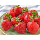Photo Courtesy of Ball Horticultural Company