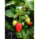 Strawberry-Generic