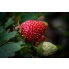 Strawberry - Generic