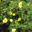 Sunset Potentilla...©photo ArborTanics Inc.